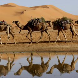 Un hombre conduce sus camellos por las orillas del lago Yasmina, un lago estacional en el pueblo de Merzouga, en el desierto del Sahara, en el sureste de Marruecos. En el desierto del sureste de Marruecos, un inusual chaparrón ha devuelto la vida a lagos y estanques, los lugareños y turistas lo celebran como un regalo del cielo. | Foto:AFP