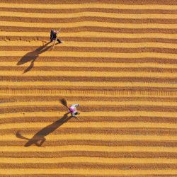 Vista aérea de personas trabajando en un patio de secado de maíz en una granja familiar, en la aldea Xinlitun de la ciudad de Gaomi, en el este de China. | Foto:Xinhua/Li Haitao