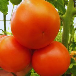 Tomates