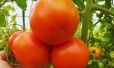 Tomates