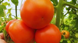 Tomates