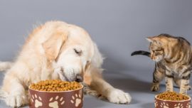 Una buena alimentación es fundamental para la salud de los animales.