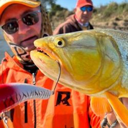 Dorados y tarariras pican fuerte y ya está empezando a salir algo de surubí con carnada.