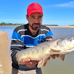 Dorados y tarariras pican fuerte y ya está empezando a salir algo de surubí con carnada.