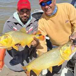 Dorados y tarariras pican fuerte y ya está empezando a salir algo de surubí con carnada.