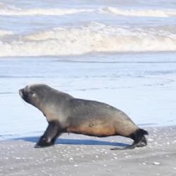 El lobito de mar regresó a su hábitat natural.