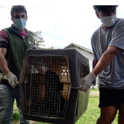 Había sido rescatado en las costas de la localidad bonaerense de Escobar.