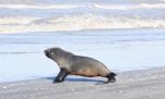 Así regresaron al mar a un lobo marino de Dos Pelos Sudamericano