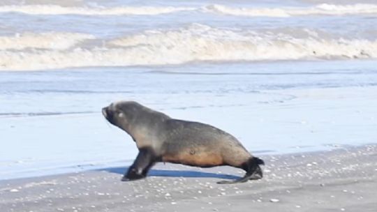 Así regresaron al mar a un lobo marino de Dos Pelos Sudamericano