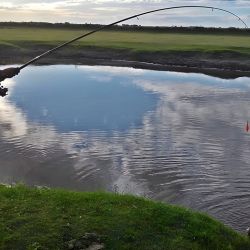 Desde hace casi dos décadas está vedada la pesca deportiva de la tararira en la provincia de Buenos Aires. La disposición Nº 177/07 es la que marca las restricciones y excepciones.
