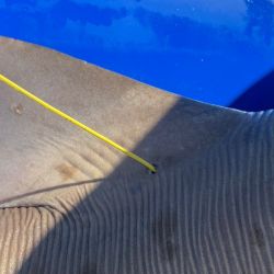 En estos momentos pican especies migratorias como corvinas y gatuzos, y hay una actividad paralela de pescadillas, peces elefantes y toda la variada costera de siempre, como pargos, congrios, burriquetas, rayas y brótolas. Además, alejándose y buscando agua clara hay buenas respuestas de palometas y anchoas de banco. 