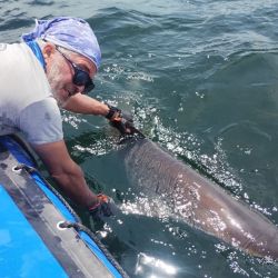 En estos momentos pican especies migratorias como corvinas y gatuzos, y hay una actividad paralela de pescadillas, peces elefantes y toda la variada costera de siempre, como pargos, congrios, burriquetas, rayas y brótolas. Además, alejándose y buscando agua clara hay buenas respuestas de palometas y anchoas de banco. 