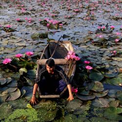 Un hombre recoge lirios de acuáticos en flor en un estanque, en Bhopal, capital del estado de Madhya Pradesh, India. | Foto:Xinhua/Str