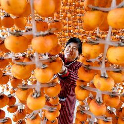 Una agricultora cuelga y airea caquis, en la aldea de Beijiabi del distrito de Cixian, en la provincia de Hebei, en el norte de China. | Foto:Xinhua/Hao Qunying