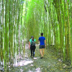 Izquierda: el arroyo Rama Negra tiene una senda donde se recorren bosques y se descubre el paisaje isleño. Arriba izq.: el maravilloso paisaje es legado de Carlos Thays. Arriba der.: conviene utilizar kayaks dobles o triples porque demandan menos esfuerzo. 