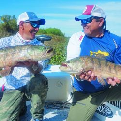 El autor de la nota con los dos colores de tarariras: azul y negra. Ambos muy buenos ejemplares manipulados con bogagrip y un copo, pescadas con señuelos de paleta.