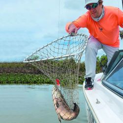 El autor de la nota con los dos colores de tarariras: azul y negra. Ambos muy buenos ejemplares manipulados con bogagrip y un copo, pescadas con señuelos de paleta.