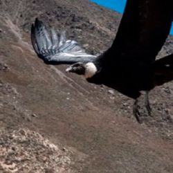El cóndor hembra ya vuela nuevamente por el cielo mendocino.
