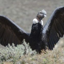 Fue encontrado por un vecino de la localidad de San Rafael.
