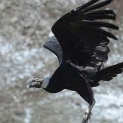 La liberación tuvo lugar en el Santuario del Cóndor, ubicado en el Parque Provincial Cordón del Plata, 