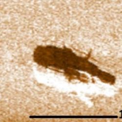 Imagen aérea del barco tomada con sonar lateral por los especialistas del CONICET. 