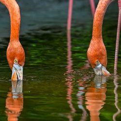 Flamencos son fotografiados en el Zoológico de Cali en Colombia. | Foto:Luis Acosta / AFP