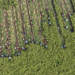 Imagen aérea tomada con un dron de agricultores cosechando jengibre fresco, en la aldea de Zhongjia, en la ciudad de Zouping, en la provincia de Shandong, en el este de China. | Foto:Xinhua/Dong Naide