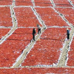 Imagen tomada con un dron de agricultores aireando majuelos, en la ciudad de Zunhua, en la provincia de Hebei, en el norte de China. | Foto:Xinhua/Liu Mancang