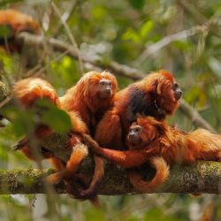  Imagen un grupo de titíes león dorado descansando sobre la rama de un árbol, en el Sendero de los Micos de la Granja Afectiva, en Imbaú, estado de Río de Janeiro, Brasil. | Foto:Xinhua/Claudia Martini