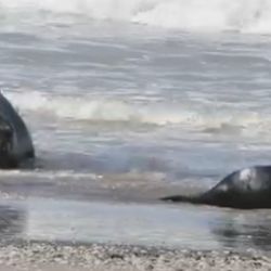 La mamá junto a una de sus crías.