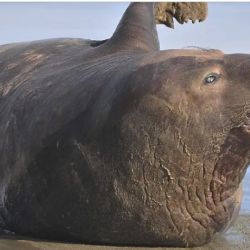 No es común que nazcan elefantes marinos del sur en la costa bonaerense.