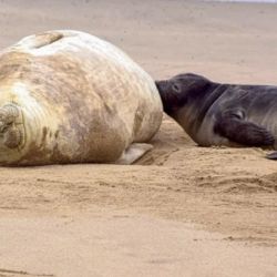 Los tres cachorros nacidos se encuentran en perfecto estado de salud.