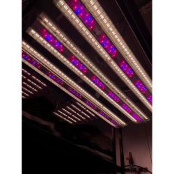 LCE Sidereal.  Nueva Tecnología LED para Cultivos y Horticultura: LCE Sidereal se Presenta en el Mercado Sudamericano | Foto:CEDOC