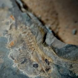 Además de su milenaria edad, era un gigante de su especie.