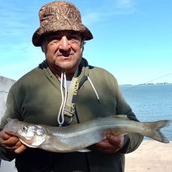 Si hay viento el pejerrey come mejor y aumenta la calidad de las capturas. Hay mucho peje de 400 g que se va eligiendo a medida que se hace la pesca, y cada tanto aparece alguna sorpresa de las gratas. 