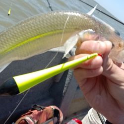 Si hay viento el pejerrey come mejor y aumenta la calidad de las capturas. Hay mucho peje de 400 g que se va eligiendo a medida que se hace la pesca, y cada tanto aparece alguna sorpresa de las gratas. 