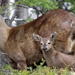 La mamá huemul junto a su pequeña cría.