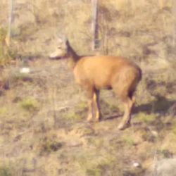 La presencia de huemules en esa región patagónica no es para nada común.
