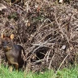 El huemul se encuentra en serio peligro de extinciòn.