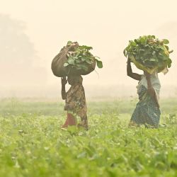 Los trabajadores agrícolas llevan manojos de rábanos cosechados en un campo envuelto en smog, en las afueras de Amritsar, India. | Foto:Narinder Nanu / AFP