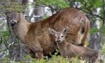 Sorpresa: avistan a una hembra de huemul con su cría en Lago Puelo