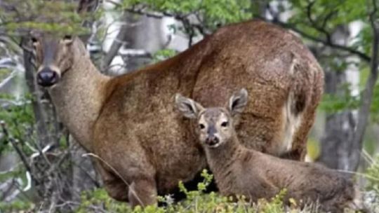 Sorpresa: avistan a una hembra de huemul con su cría en Lago Puelo