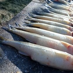 La pesca se da casi exclusivamente con paternóster o a fondo, pero desde abril hasta agosto disfrutaron de infinidad de piques en la modalidad que a todos les gusta, el flote. 