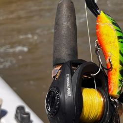 Mucha acción de dorados de mucha calidad, momento para aprovechar tanto por los amantes de bait como así también los de spinning.