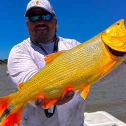 Mucha acción de dorados de mucha calidad, momento para aprovechar tanto por los amantes de bait como así también los de spinning.