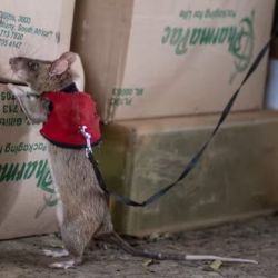  El entrenamiento de estas ratas se basó en el uso de refuerzos positivos.