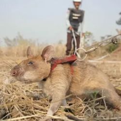 as ratas ofrecen una solución innovadora, económica y eficiente para los países afectadas por el tráfico ilegal de fauna silvestre. 