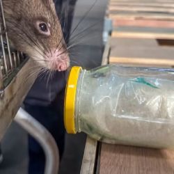 Las ratas fueron sometidas a un exhaustivo entrenamiento.