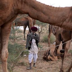 Un comerciante de camellos observa mientras espera a los clientes durante la Feria anual de camellos en Pushkar, en el estado desértico de Rajastán, India. | Foto:Himanshu Sharma / AFP
