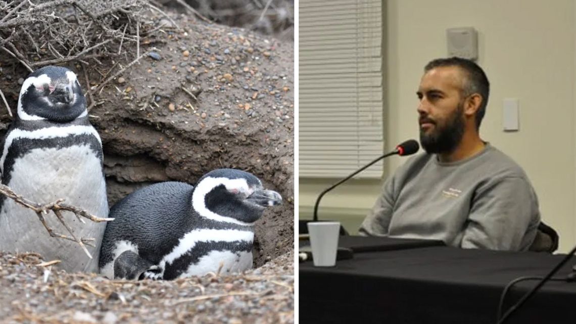 Magellanic penguins and Ricardo La Regina.